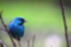 Blue Dacnis, Dacnis cayana