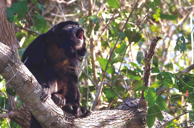 Black Howler, Alouatta caraya 08_05_2016