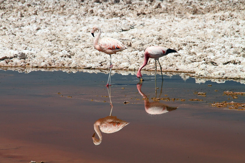 Atacama Desert - Monica Volpin from Pixa