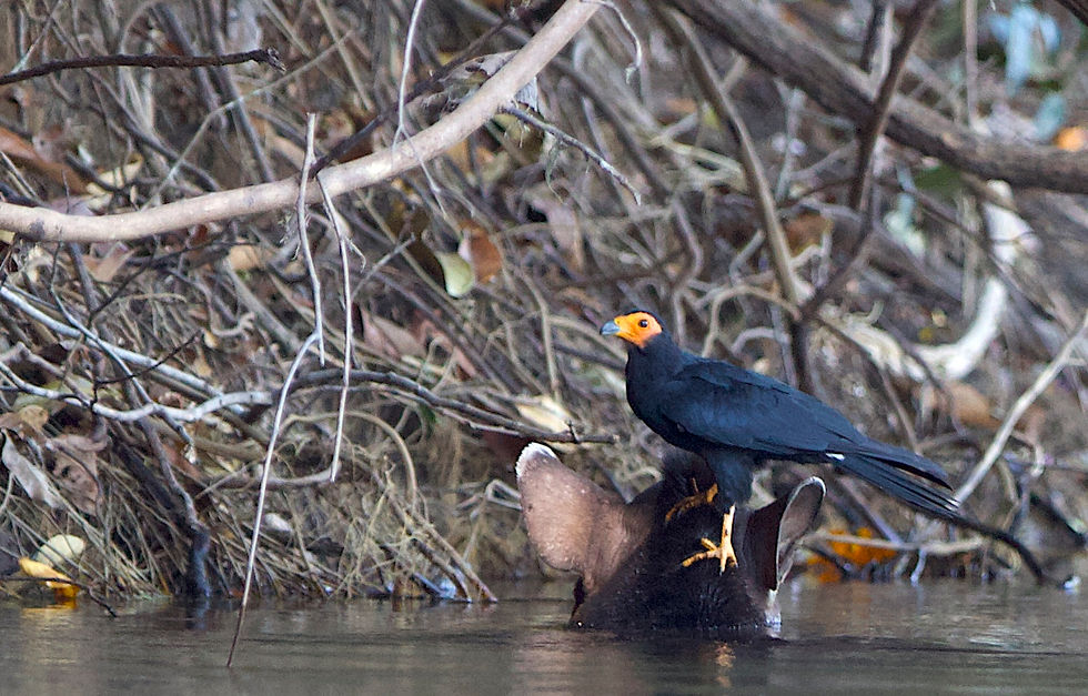Black Caracara