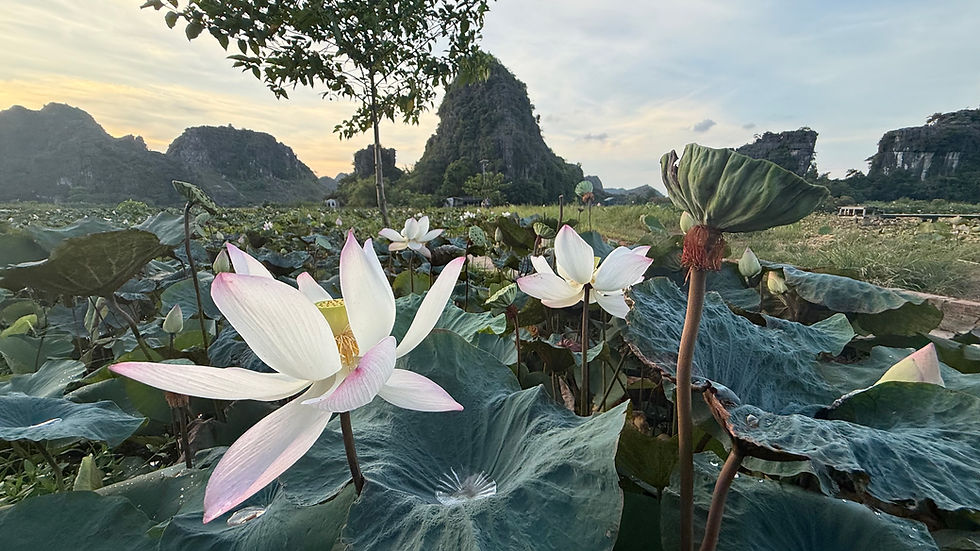 Lotus flower pond in Ninh Binh
