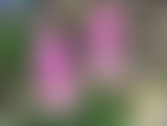 花冷え