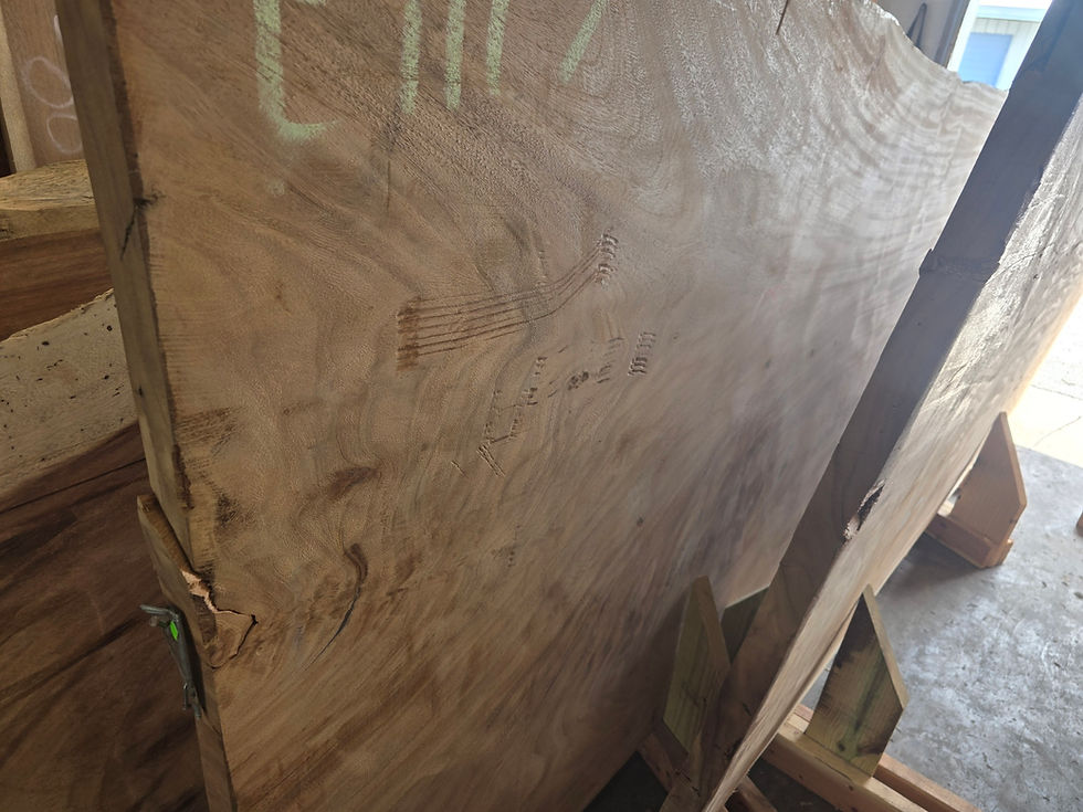 Thumbnail: E1117 139X53X2 Monkey Pod