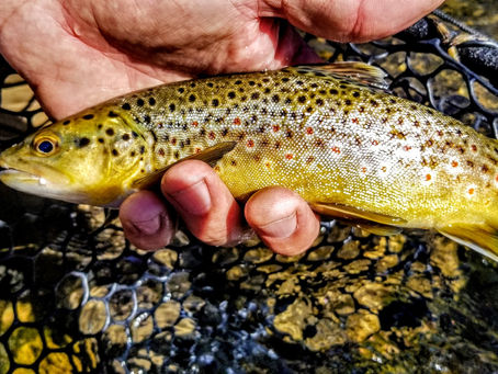 Kern River Fly Fishing Report- October 19, 2018