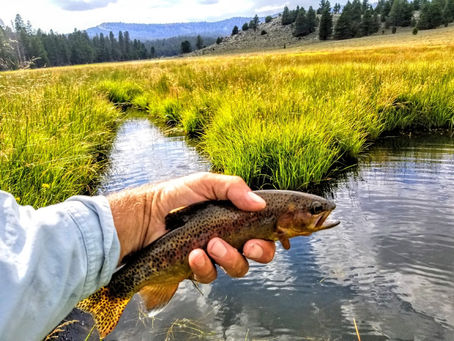 Kern River Fly Fishing Report- August 27, 2018