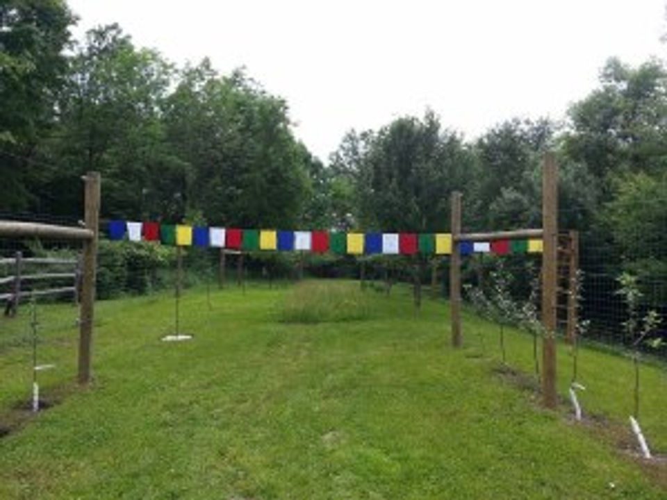 Orchard and Flags