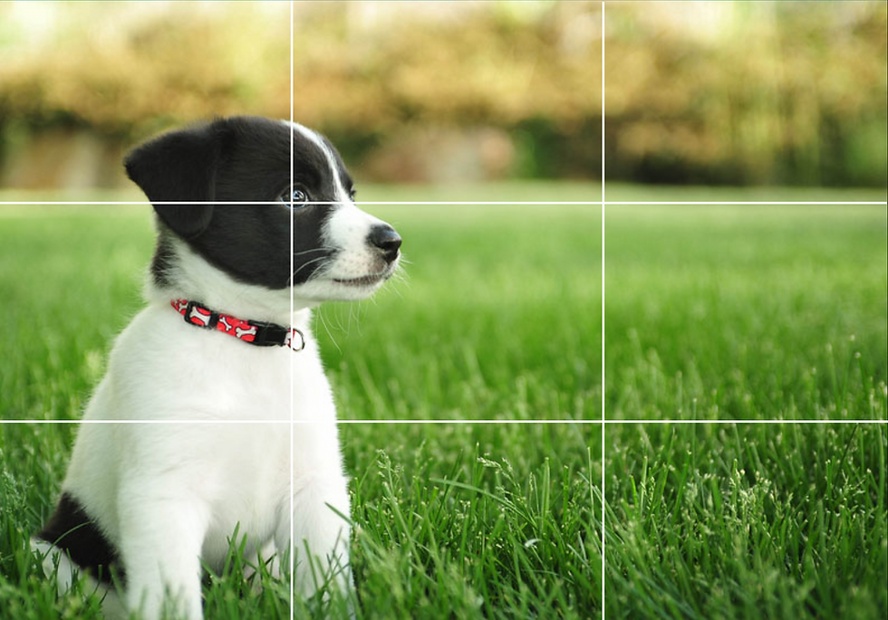 Many cameras include a rule of thirds grid that can be applied view the screen, or view finder to help apply the horizontals, verticals, and intersections to the image. This image includes a puppy using the rule of thirds and allowing for the puppy to look into the major two-thirds of the image.