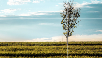 A lone tree stands against a bright blue sky, perfectly aligning with the rule of thirds in this serene landscape photograph.