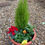 Thumbnail: Winter Colour Planter