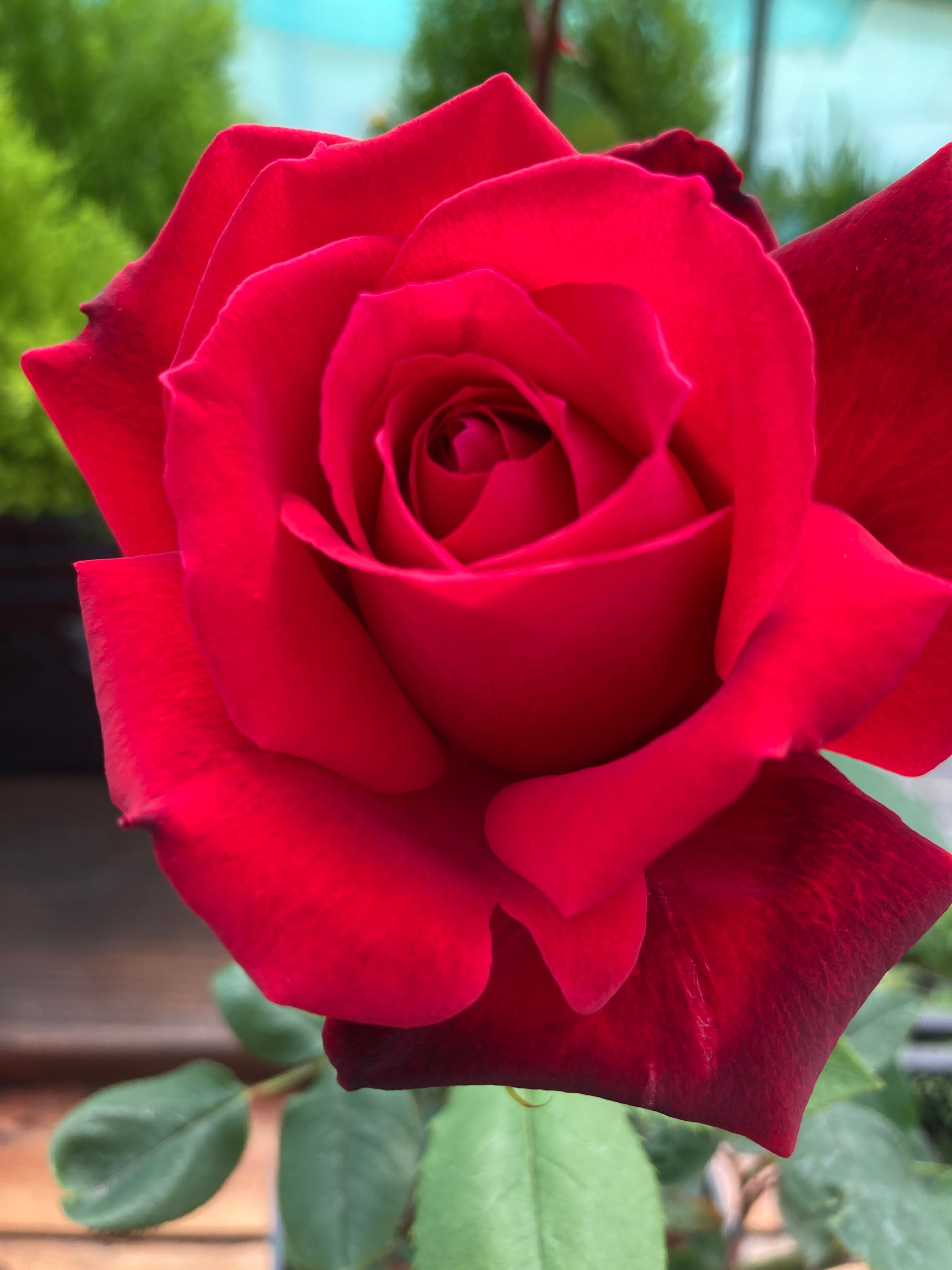 ROSE HYBRID TEA “Special Dad” 