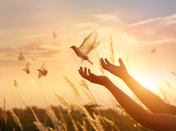 Le pardon de Jésus est comme un oiseau s'envole des mains d'une femme dans un paysage lumineux