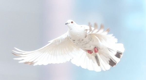 Dieu laisse l'homme libre comme une colombe en vol