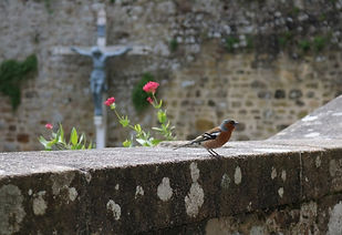 Oiseau mur croix arrière-plan