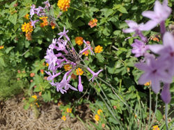 Society Garlic against Lantana