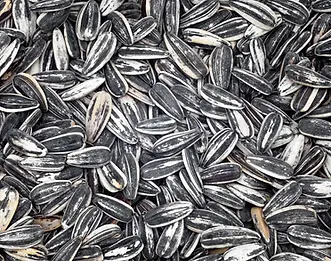 BIO proužkovaná slunečnice – semena pro potraviny