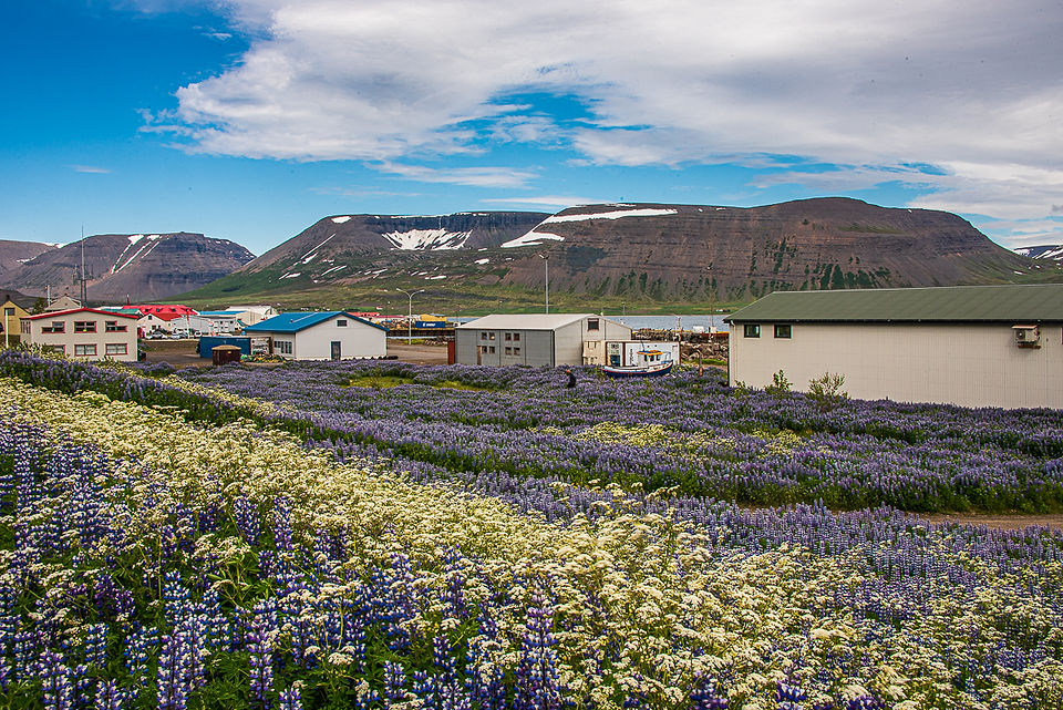 Þingeyri village West Fjords