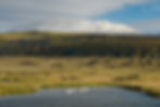 Animals and birds often enhance nature in Iceland