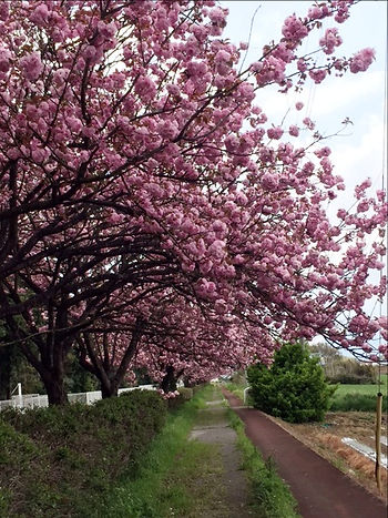 八重桜が満開です