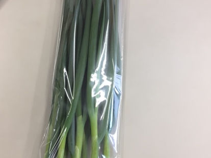 「常陸青ねぎ」の出荷開始です!