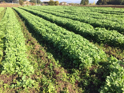 野菜類、復活の傾向です!