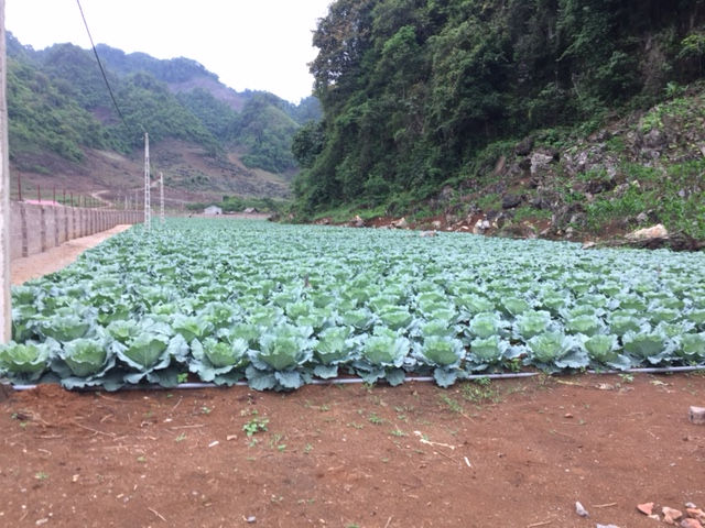ベトナムの農場