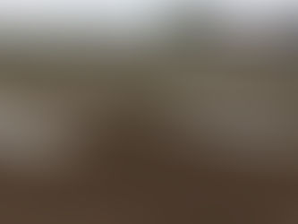 自然栽培のとうもろこし