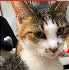 猫戻る