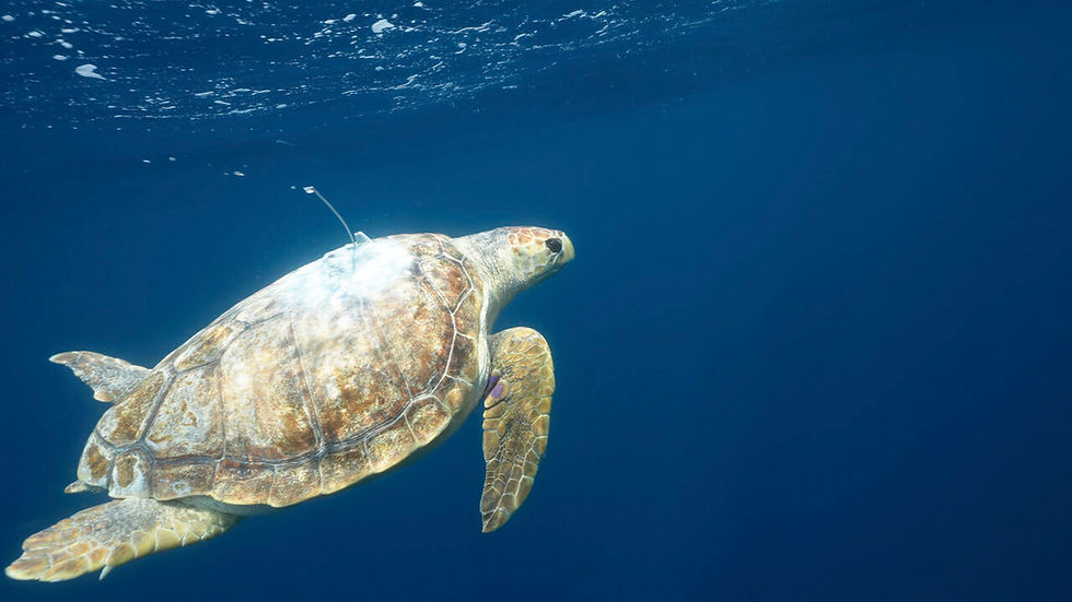 Nobomvu, the loggerhead turtle’s final tracking update
