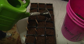 Seed Starting Basics 101 Save Money and Eat Better
