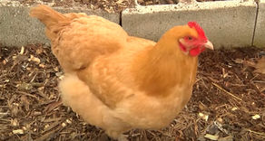 Reasons NOT to Keep Chickens