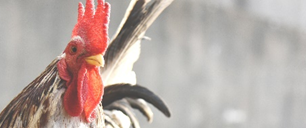 Peter: with the One who restores broken people