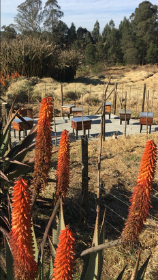 Volunteer in the garden for free accommodation