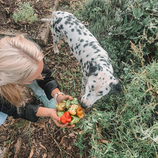 Fun activities with kids - experience harvesting fresh produce from the garden at The Old Mushroom Farm