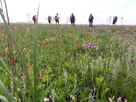 Walk among Wild flowers on a guided KZN Midlands hike from The Old Mushroom Farm, Howick