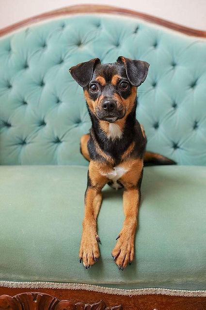 Agave Dog Rescue - dog on couch