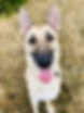 Agave dog rescue - Khaleesi