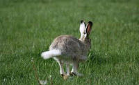 The Rabbit's Tail