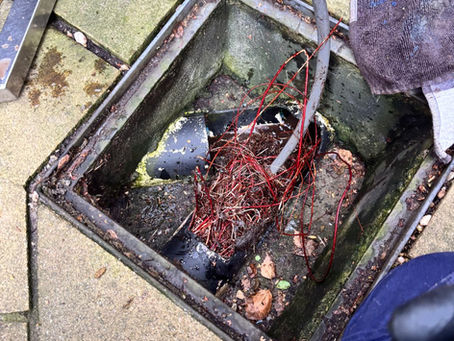 Blocked Drains in Glen Iris: Tree Roots, Older Pipes, and What to Watch For