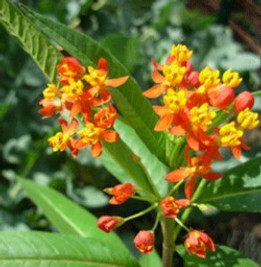 milkweed_edited.jpg