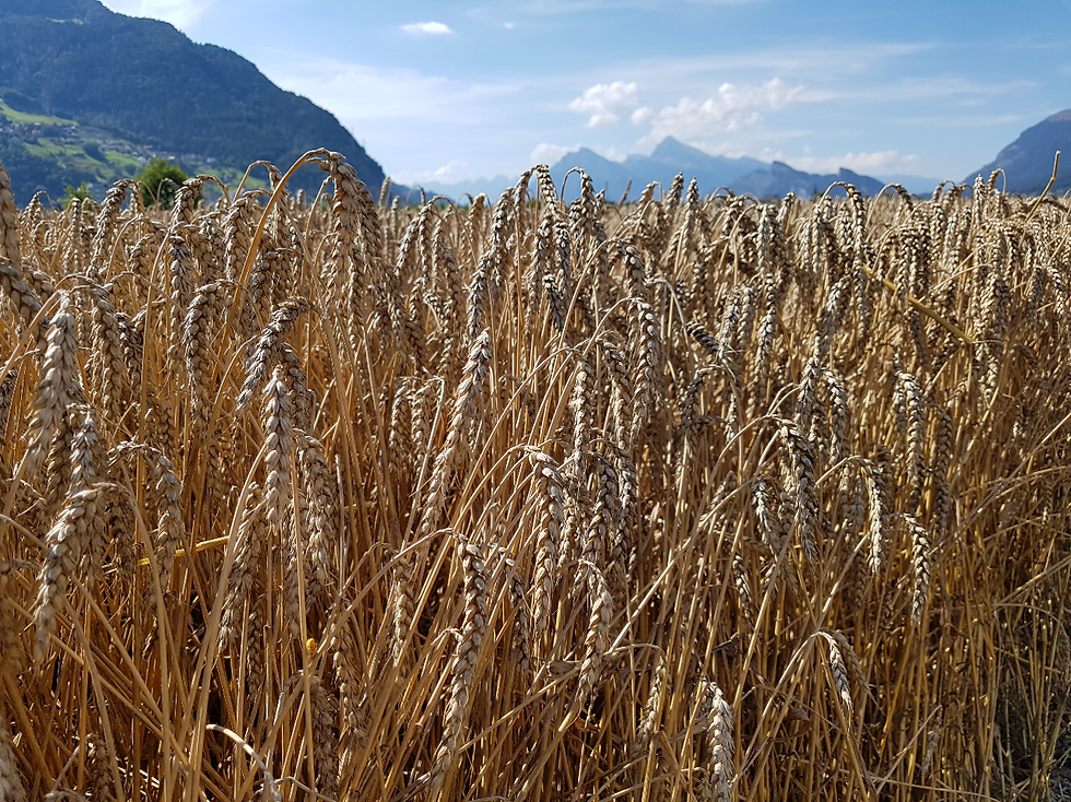 Webinar-Reihe: Zukunftsfähiger Ackerbau - Wintergetreide