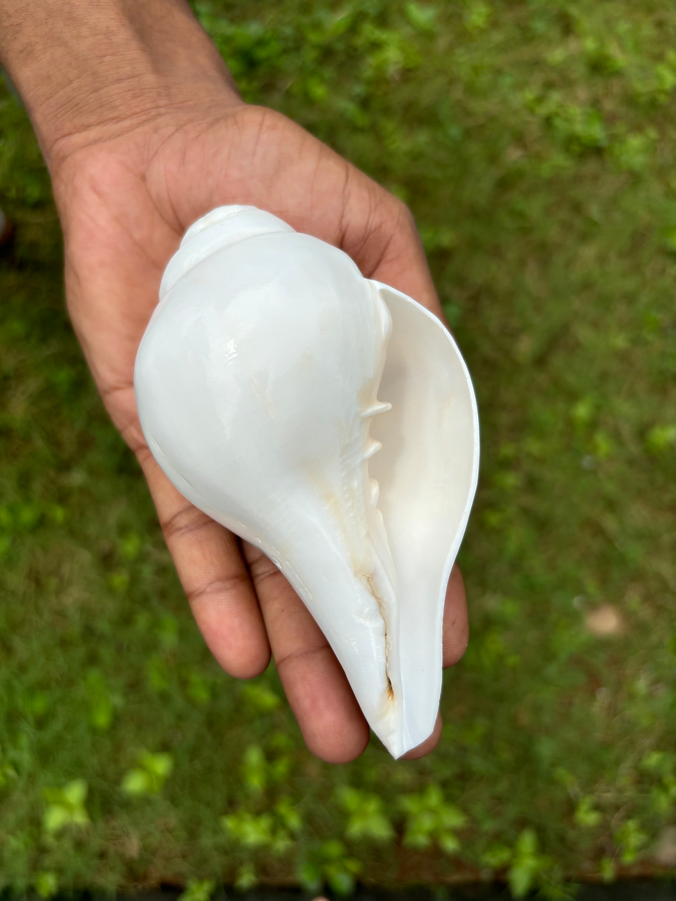 Thumbnail: Original Shankh (Conchshell)