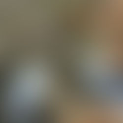 Calenacat's Togo JUNIOR WINNER!