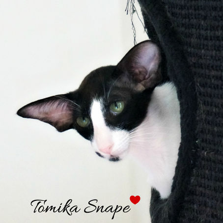 Milano International Cat Show 2014