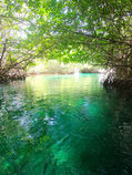 mangrove 1.jpeg