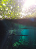 mangrove.jpeg