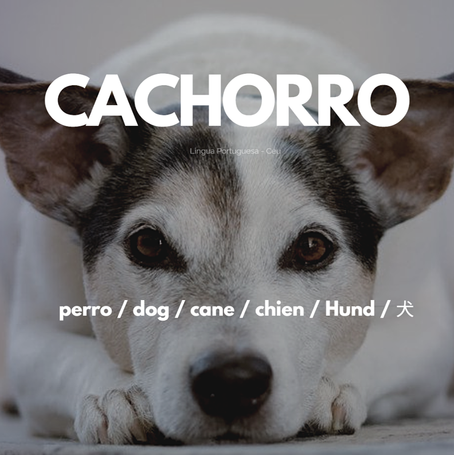 Cachorro: eu amo em todos os idiomas.