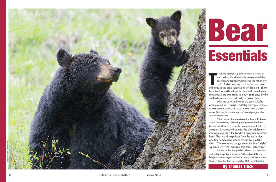 BearStry Spread-web.gif