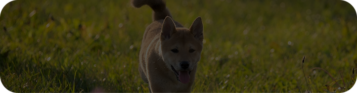 Gesunde Ernährung Hund