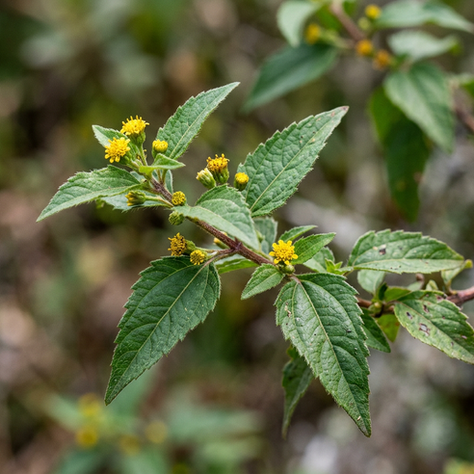 Calea zacatechichi : l’herbe à rêves mexicaine entre tradition et ethnobotanique
