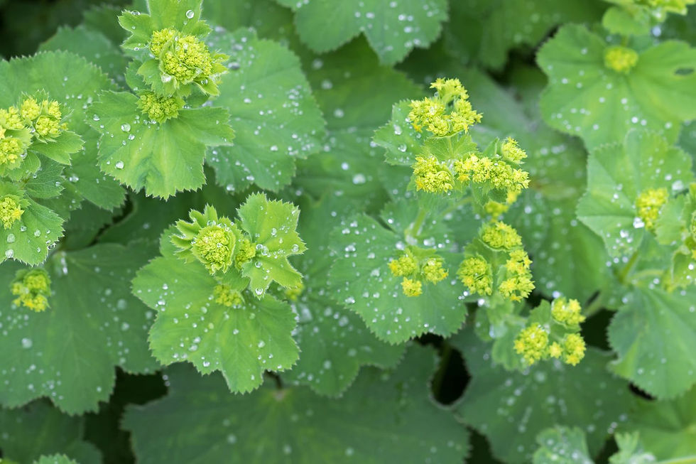 lady's mantle